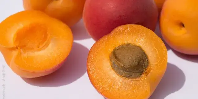 مشمش يابس 