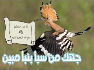 هدد سليمان 