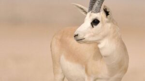 غزال الريم
